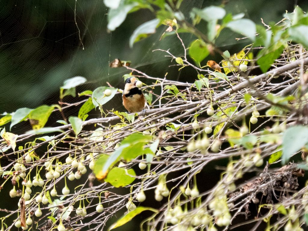 木にとまってエゴノキの実をくわえているヤマガラ