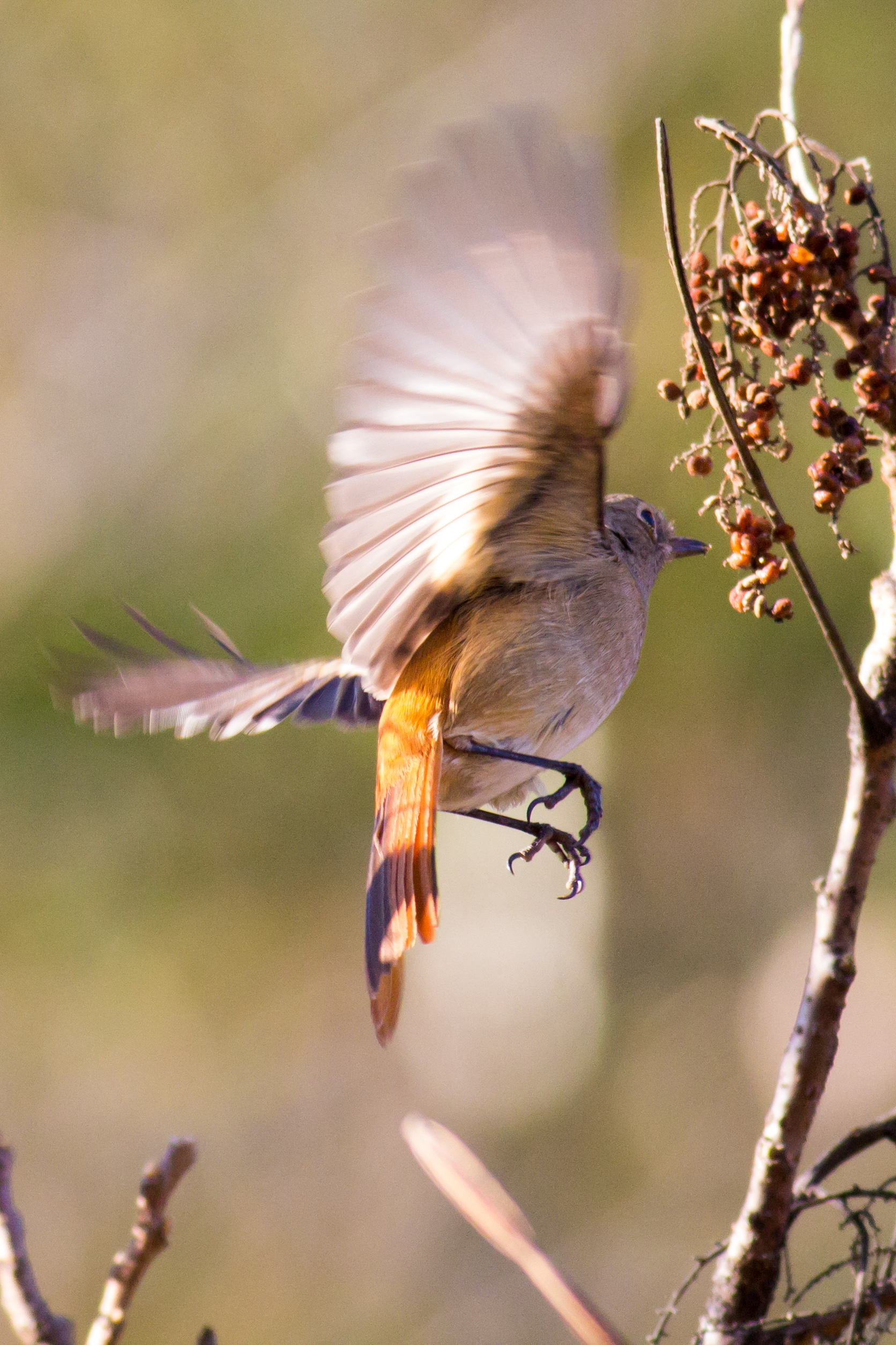 初心者が野鳥撮影を始めるときのおすすめカメラは