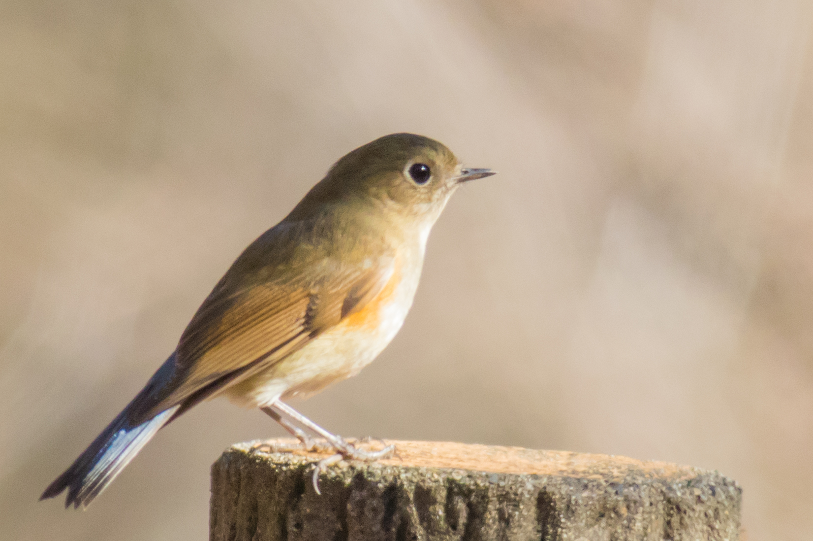 ルリビタキとジョウビタキの見つけ方のコツは