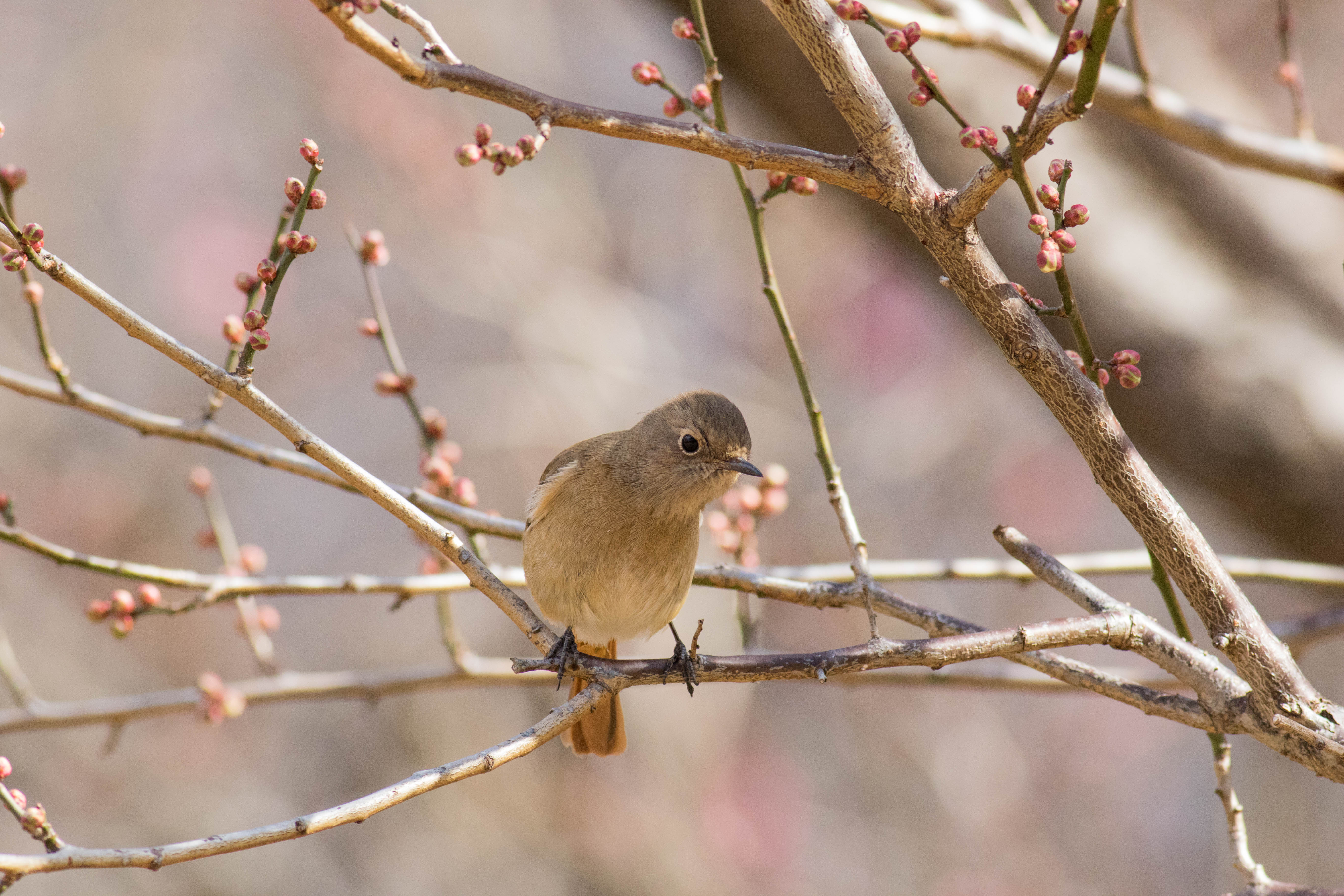ジョウビタキのメスのかわいいところを撮ってみた ジョウビタキのメスのかわいいところを撮ってみた