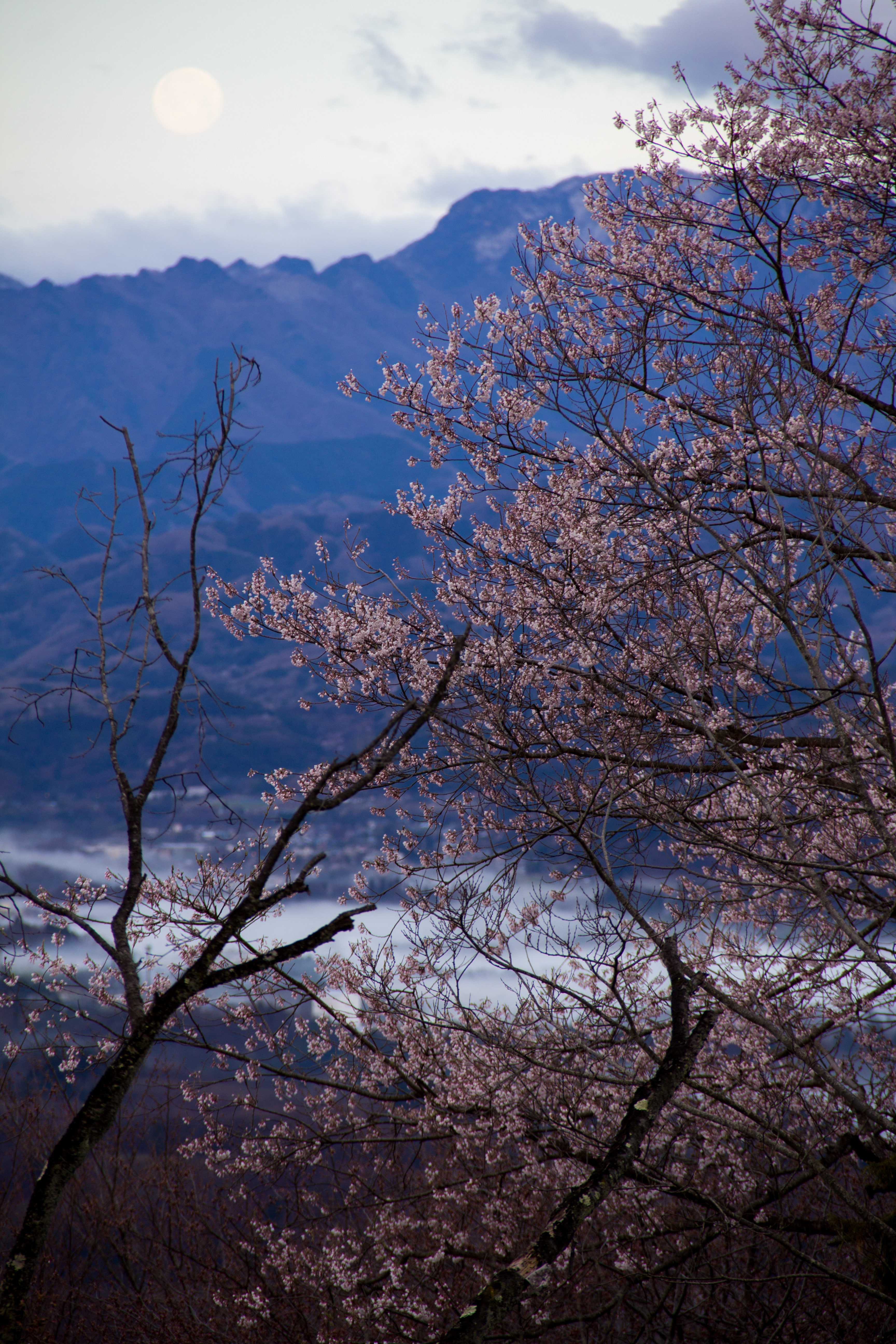 秩父の雲海を撮影に美の山公園に行ってみたが