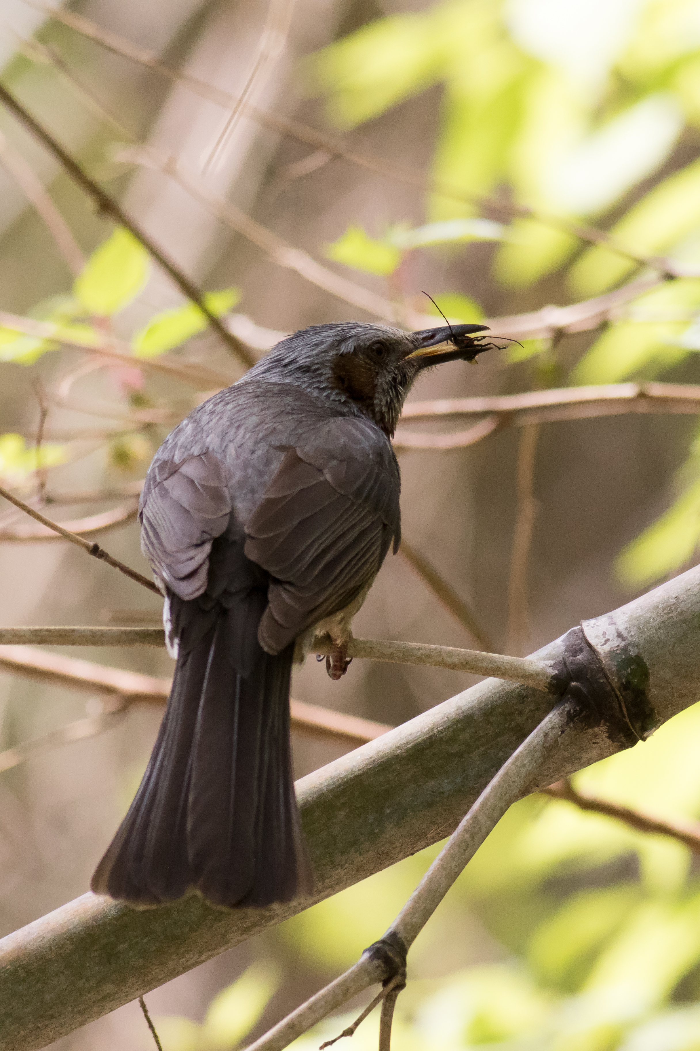 ヒヨドリは日本らしい貴重な鳥だった