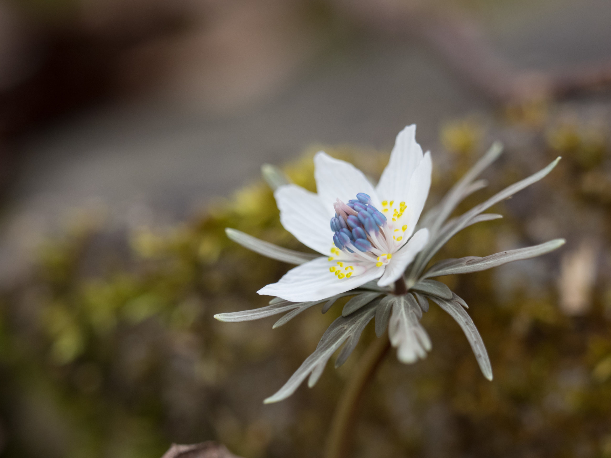 ２０２０ 小鹿野町セツブンソウの開花状況