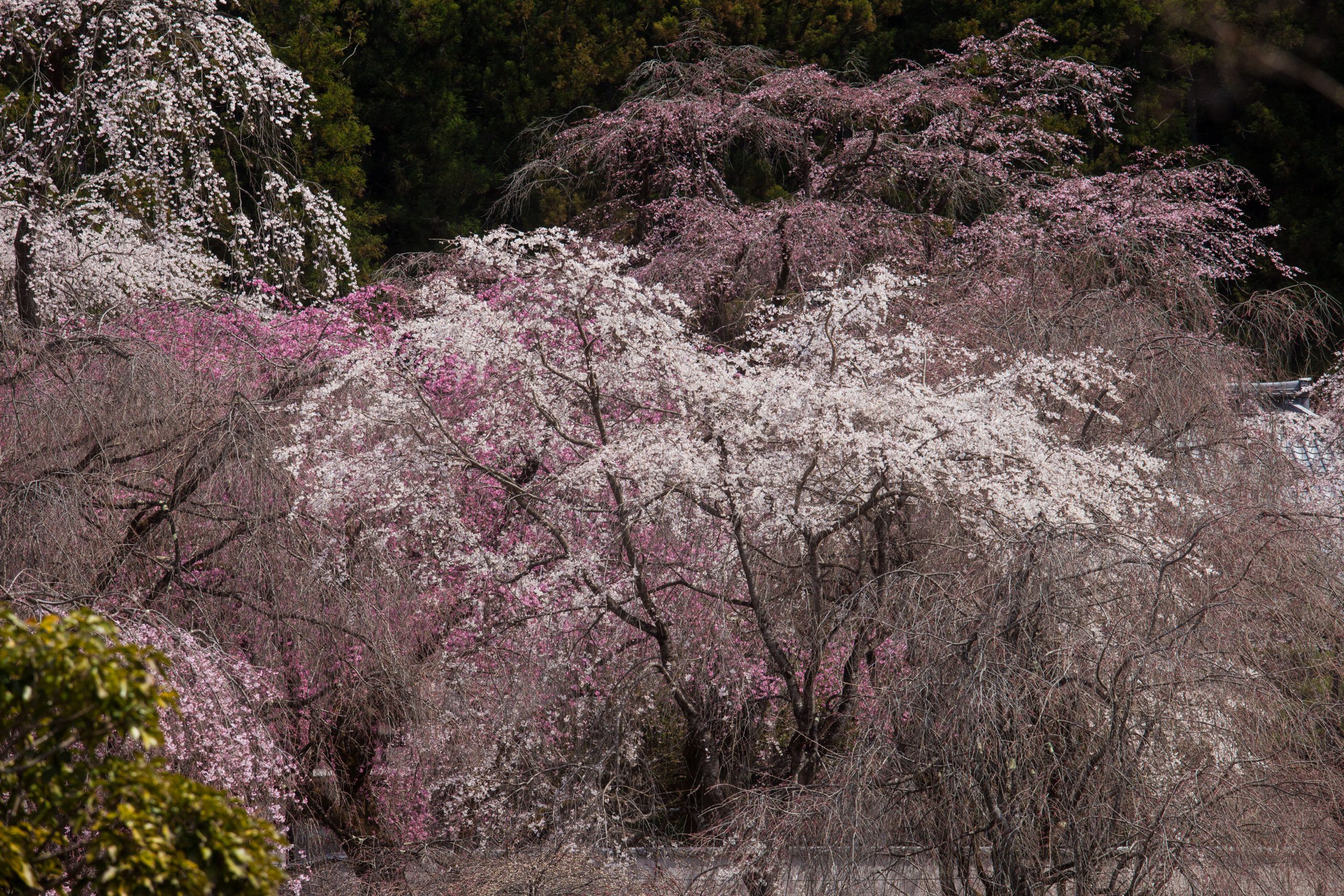 清 雲寺 しだれ 桜 2020